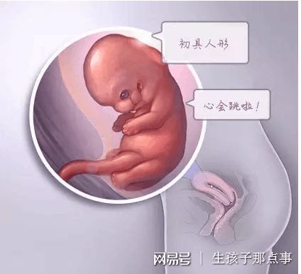 极光生殖